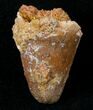 Cretaceous Fossil Crocodile Tooth - Morocco #15356-1